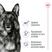 Корм для собак Royal Canin MAXI ADULT 5+ Корм для собак Royal Canin MAXI ADULT 5+