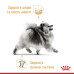 Корм для котів Royal Canin Pomeranian Adult Корм для котів Royal Canin Pomeranian Adult
