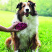 Щітка ZoomGroom Щітка ZoomGroom