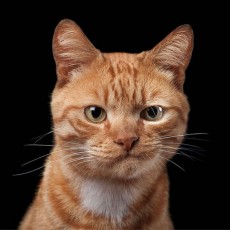 Цікаві факти про котів